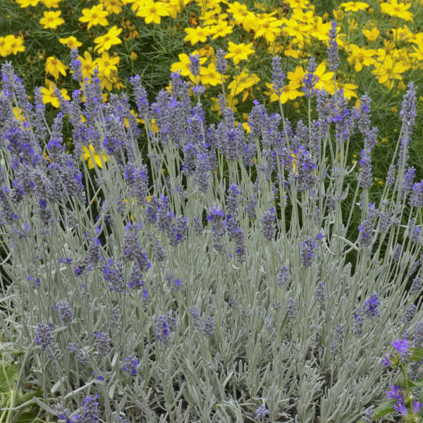 'Silver Mist' Lavender (Lavandula) - Image 3