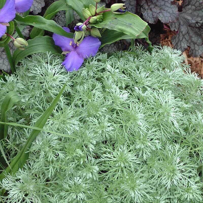 'Silver Mound' Wormwood (Artemisia) - Image 2