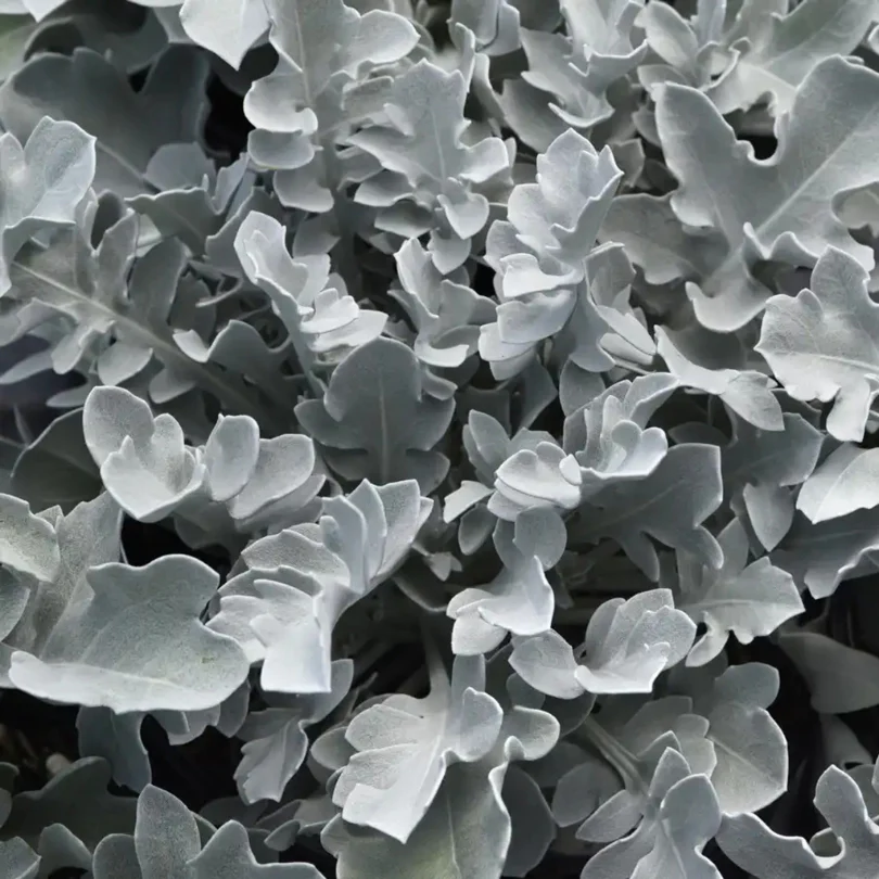 Silver Swirl Snowflake Dusty Miller (Centaurea)