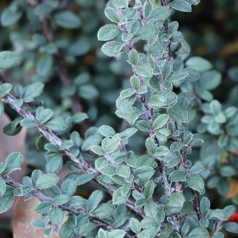 Silverstone™ Cotoneaster - Image 3