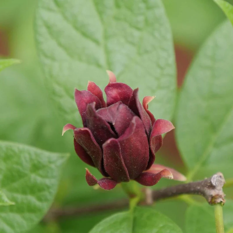 Simply Scentsational® Sweetshrub (Calycanthus) - Image 2