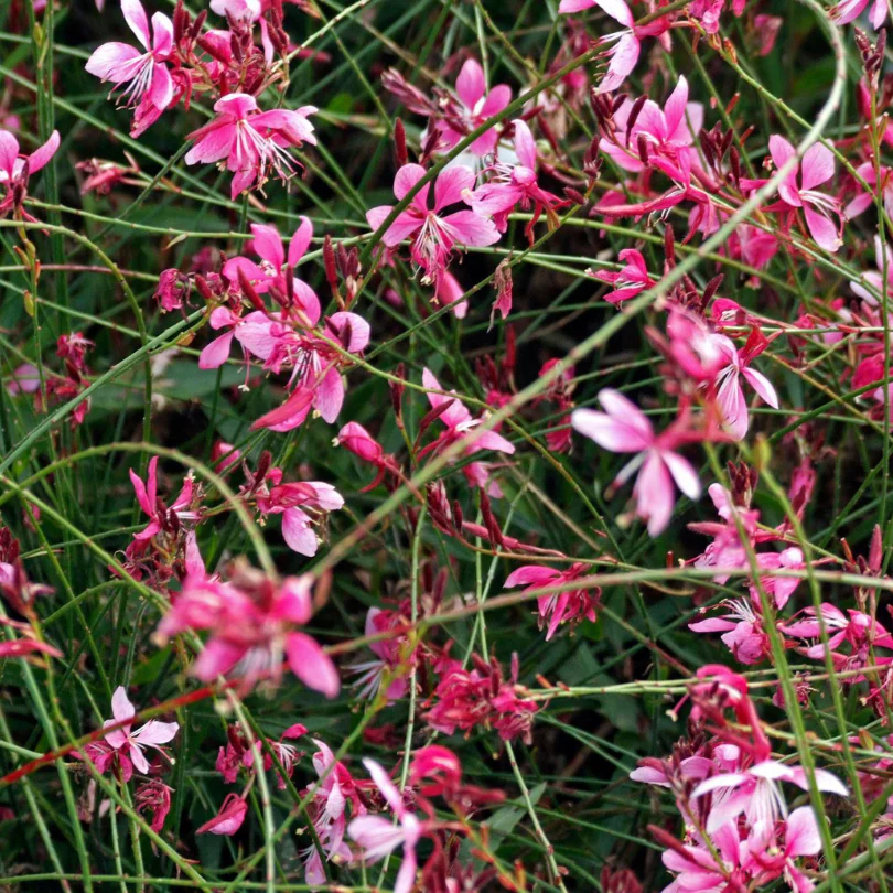 'Siskyou Pink' Beeblossom (Gaura)