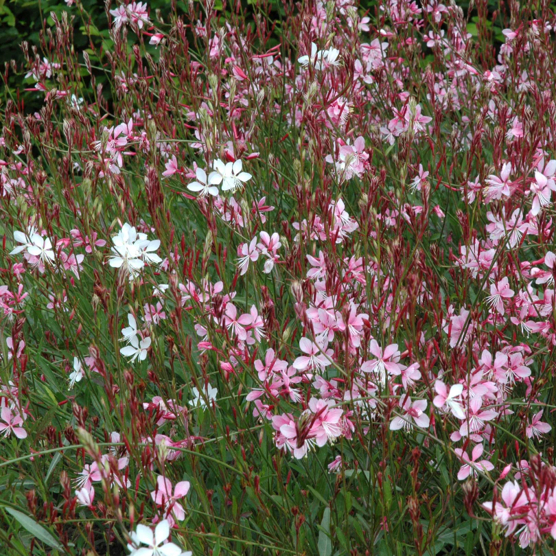 'Siskyou Pink' Beeblossom (Gaura) - Image 3