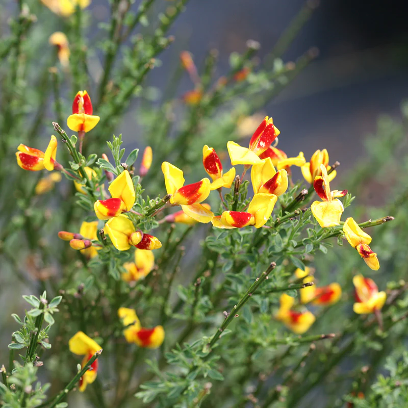 Sister Disco® Scotch Broom (Cytisus) - Image 2