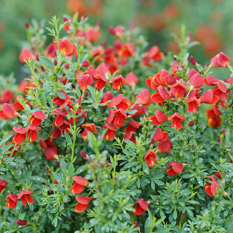 Sister Redhead® Scotch Broom (Cytisus)