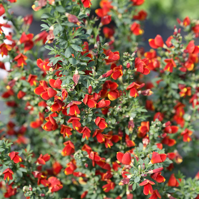 Sister Redhead® Scotch Broom (Cytisus) - Image 4