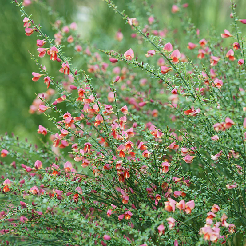 Sister Rosie® Scotch Broom (Cytisus)