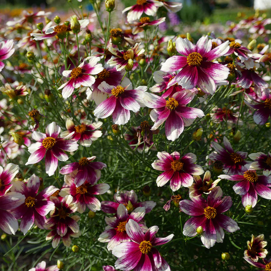 Sizzle & Spice® 'Zesty Zinger' Tickseed (Coreopsis)