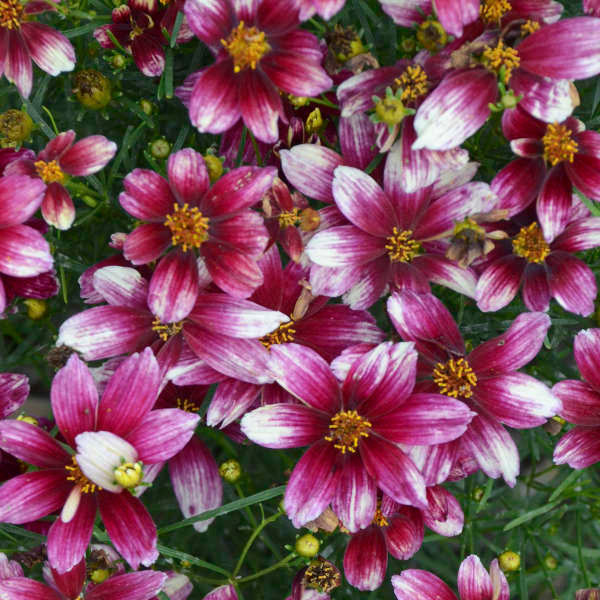 Sizzle & Spice® 'Zesty Zinger' Tickseed (Coreopsis) - Image 3