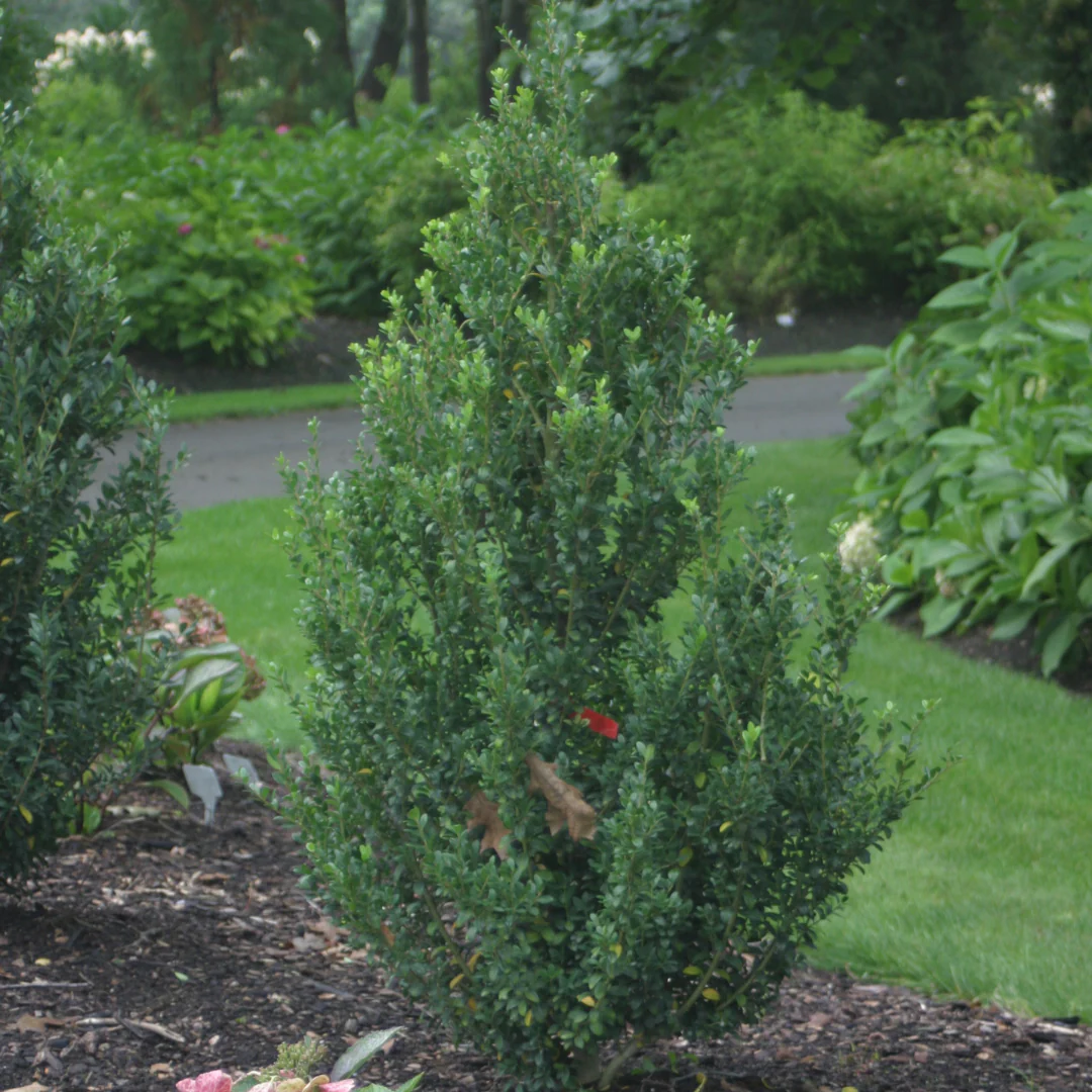 Sky Box® Japanese Holly (Ilex)
