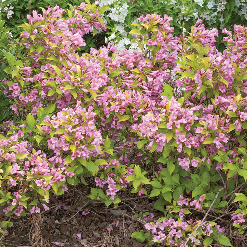 Snippet Lime® Weigela - Image 2