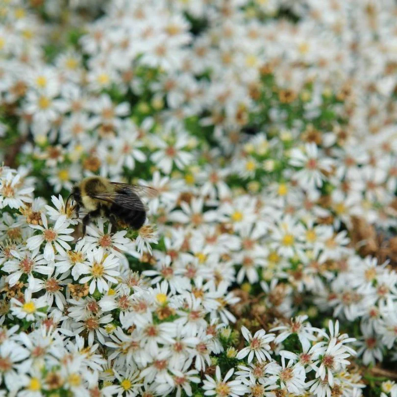 'Snow Flurry' White Heath Aster