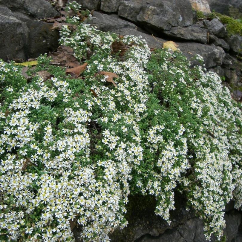 'Snow Flurry' White Heath Aster - Image 3