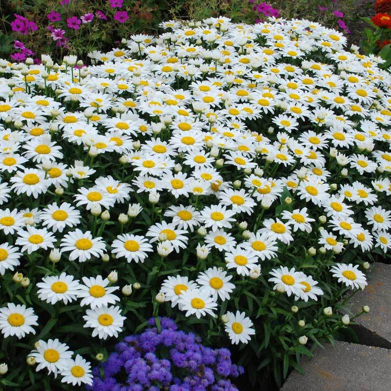 'Snowcap' Shasta Daisy (Leucanthemum) - Image 2