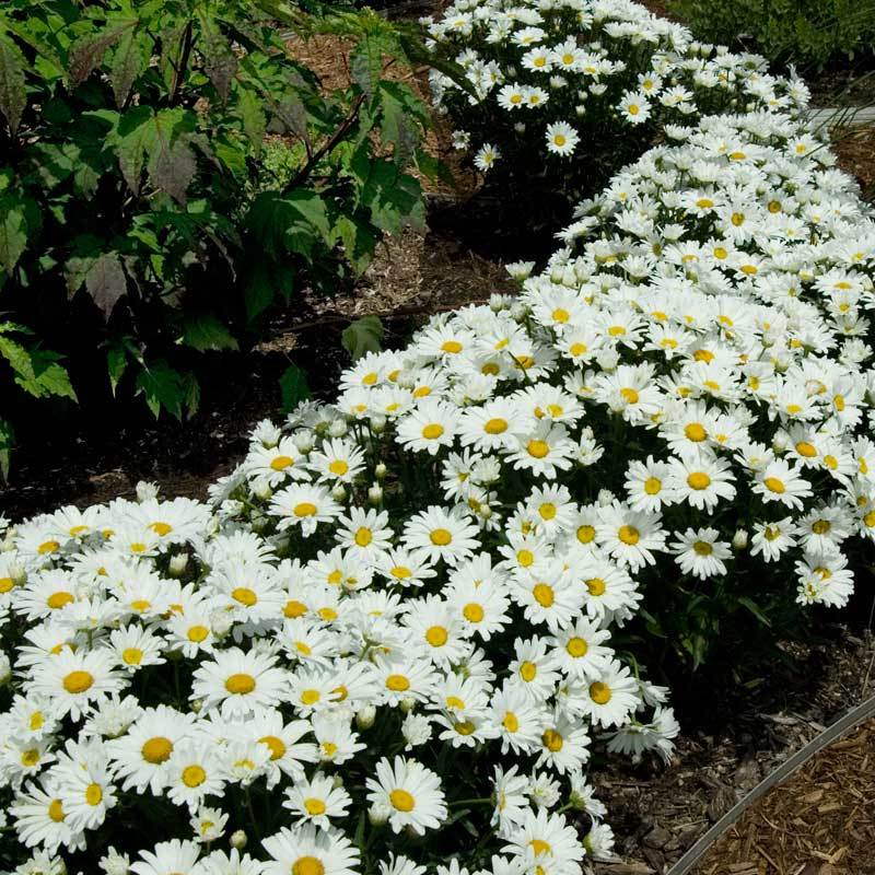 'Snowcap' Shasta Daisy (Leucanthemum) - Image 3