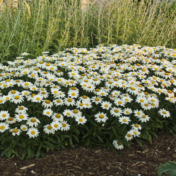 'Snowcap' Shasta Daisy (Leucanthemum) - Image 4