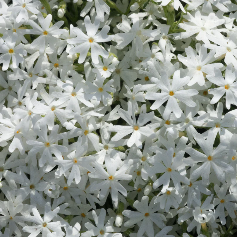 'Snowflake' Creeping Phlox