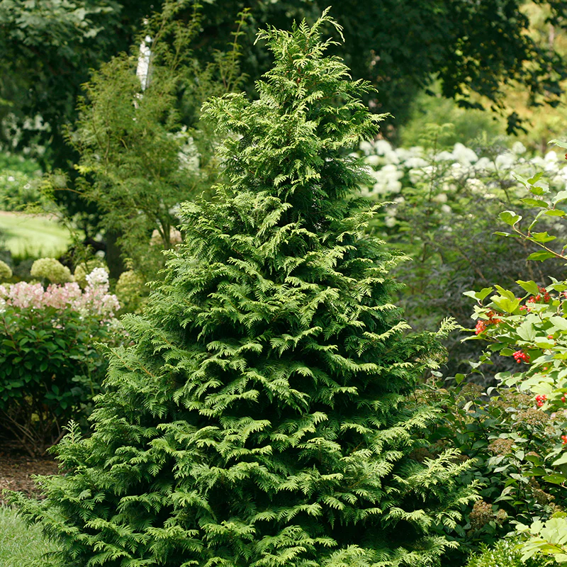 Soft Serve® False Cypress (Chamaecyparis)