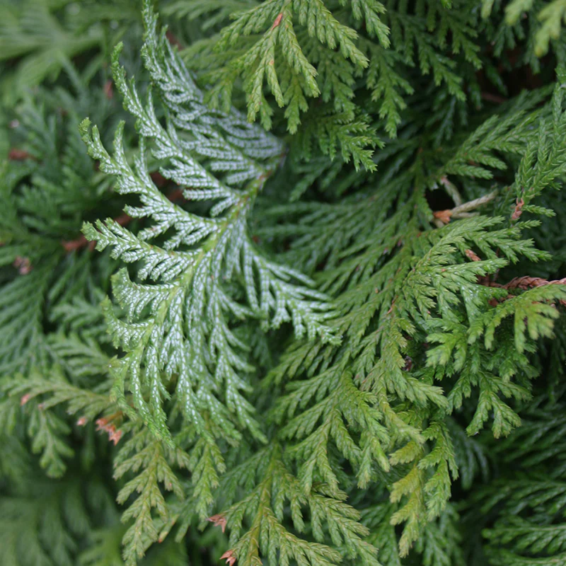 Soft Serve® False Cypress (Chamaecyparis) - Image 2