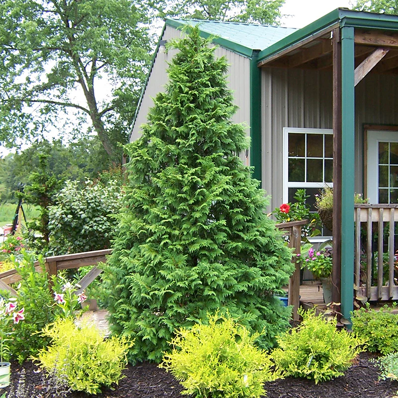 Soft Serve® False Cypress (Chamaecyparis) - Image 3