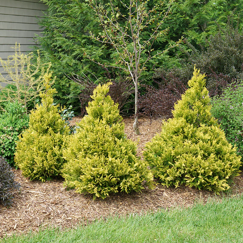 Soft Serve® Gold False Cypress (Chamaecyparis) - Image 2
