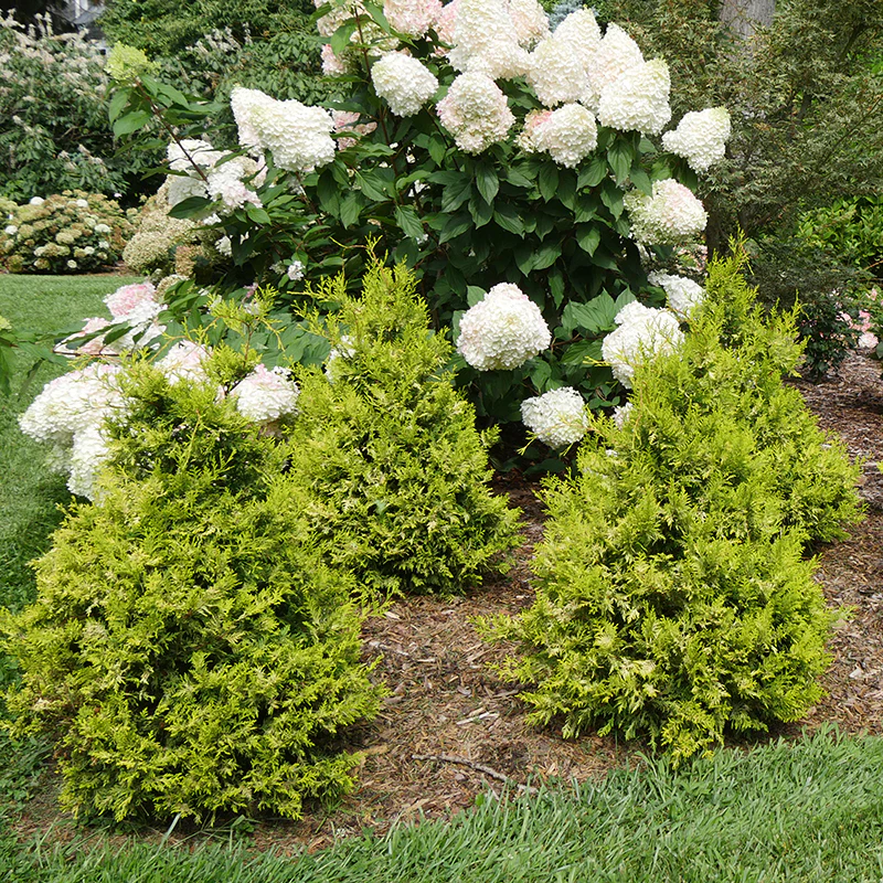 Soft Serve® Gold False Cypress (Chamaecyparis) - Image 3