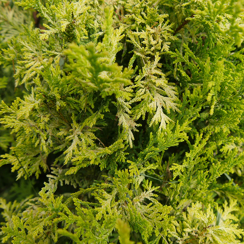 Soft Serve® Gold False Cypress (Chamaecyparis) - Image 4