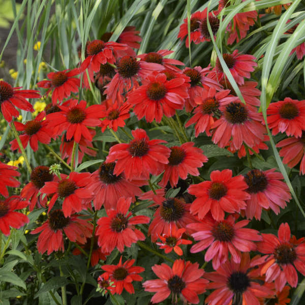 Sombrero® Salsa Red Coneflower (Echinacea) - Image 2