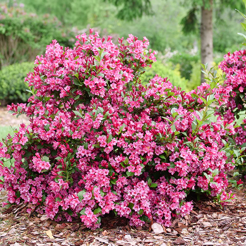 Sonic Bloom® Punch Weigela
