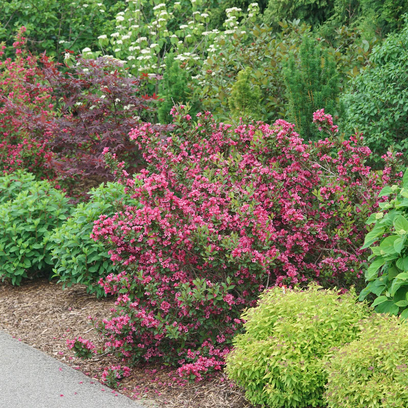 Sonic Bloom® Punch Weigela - Image 4
