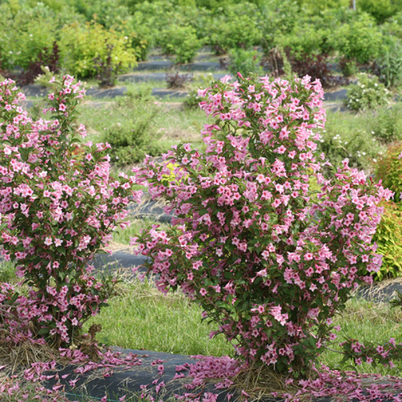 Sonic Bloom® Pure Pink Weigela - Image 3
