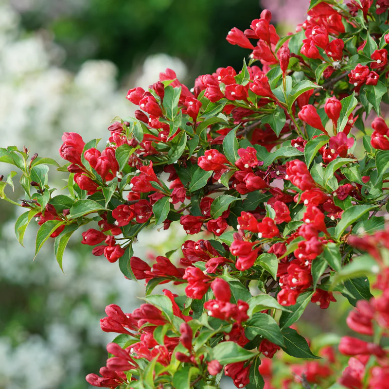 Sonic Bloom® Red Weigela