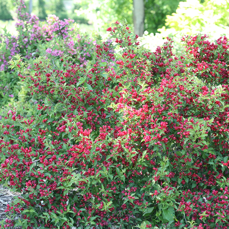 Sonic Bloom® Red Weigela - Image 2
