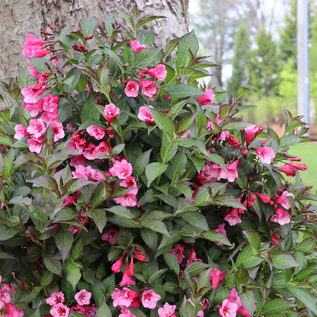 Sonic Bloom® Wine Weigela