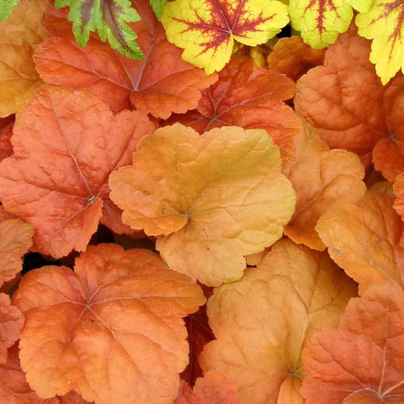 'Southern Comfort' Coral Bells (Heuchera)