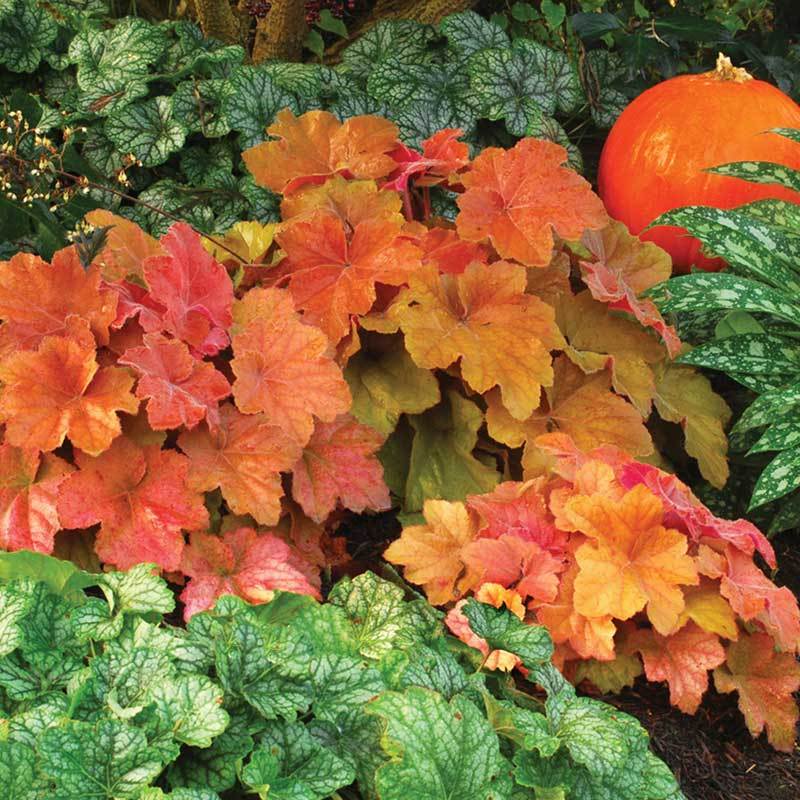 'Southern Comfort' Coral Bells (Heuchera) - Image 2