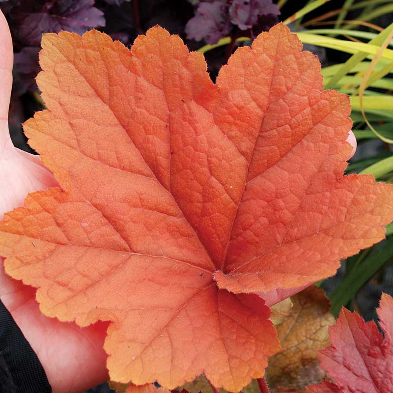'Southern Comfort' Coral Bells (Heuchera) - Image 3