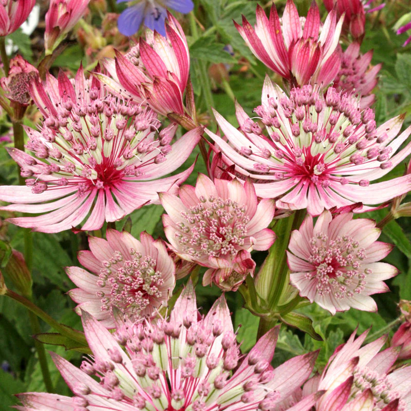 'Sparkling Stars Pink' Masterwort (Astrantia)