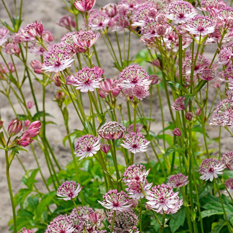 'Sparkling Stars Pink' Masterwort (Astrantia) - Image 6