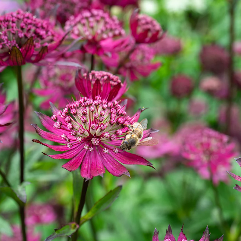 'Sparkling Stars Red' Masterwort - Image 3