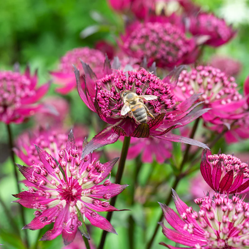 'Sparkling Stars Red' Masterwort - Image 4