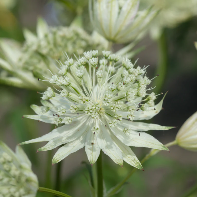 'Sparkling Stars White' Masterwort (Astrantia) - Image 2