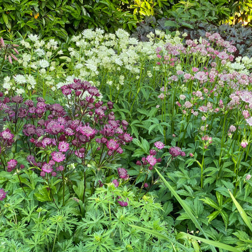'Sparkling Stars White' Masterwort (Astrantia) - Image 3