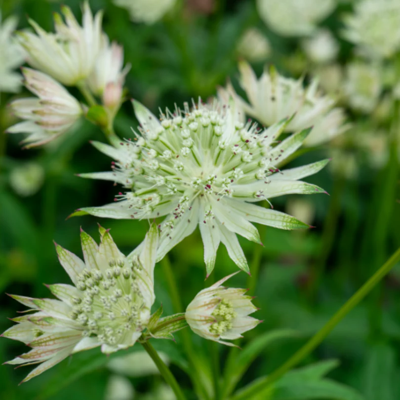 'Sparkling Stars White' Masterwort (Astrantia) - Image 4