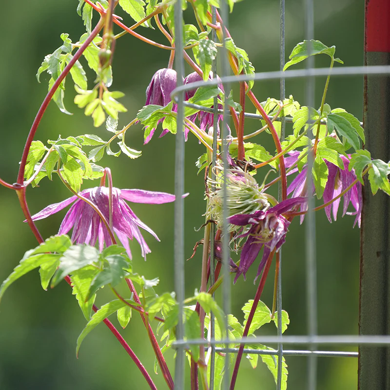 Sparky® Purple Clematis - Image 2