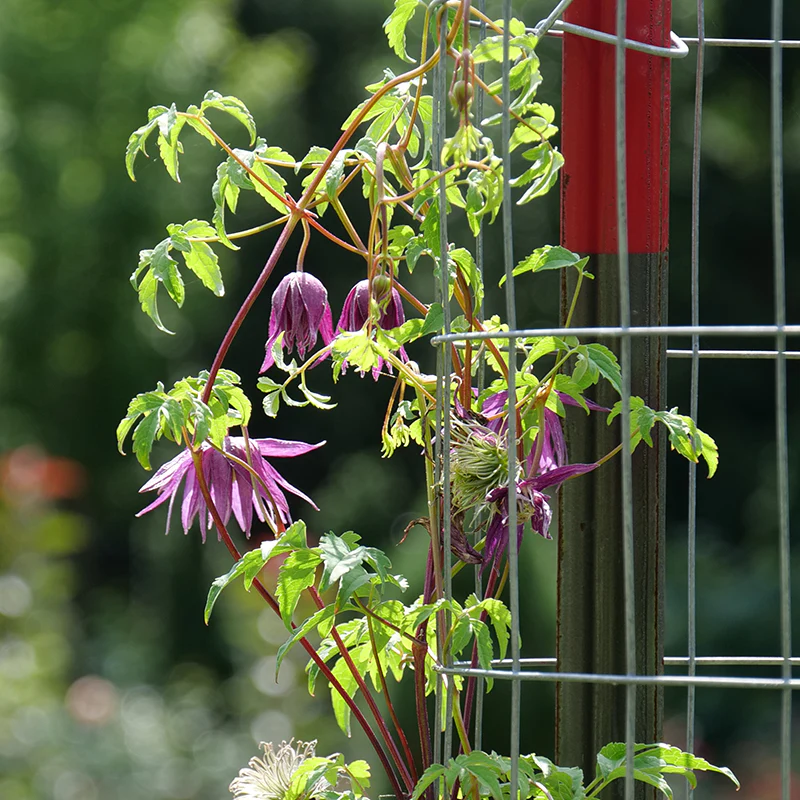 Sparky® Purple Clematis - Image 3