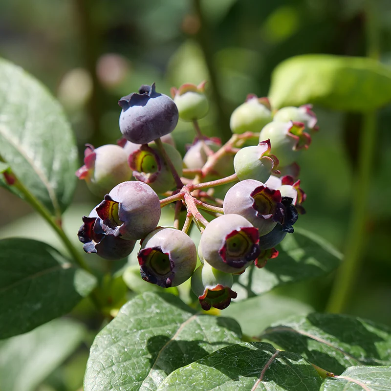 'Spartan' Blueberry - Image 2