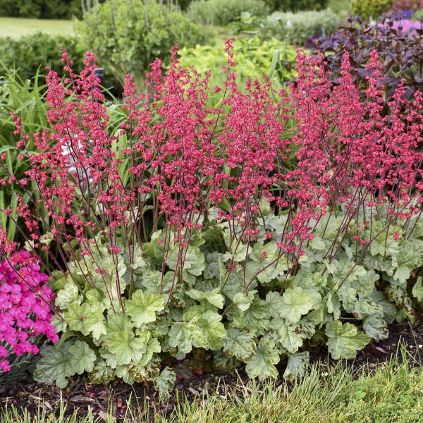 Dolce® 'Spearmint' Coral Bells (Heuchera)