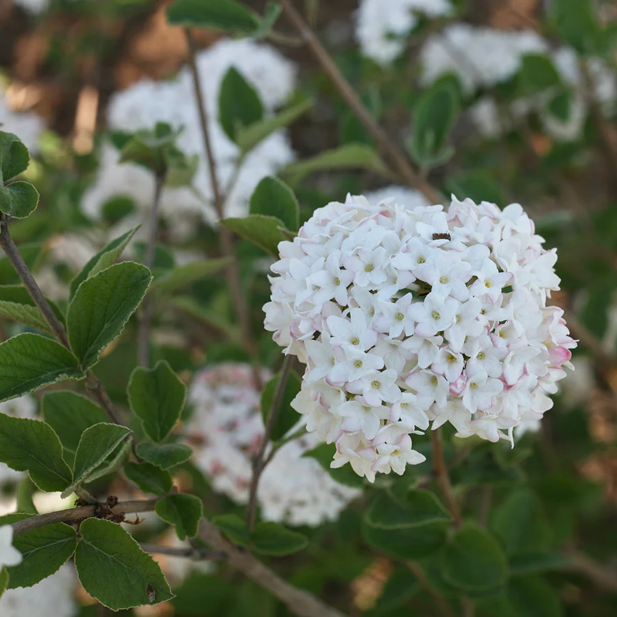 Spice Baby™ Koreanspice Viburnum