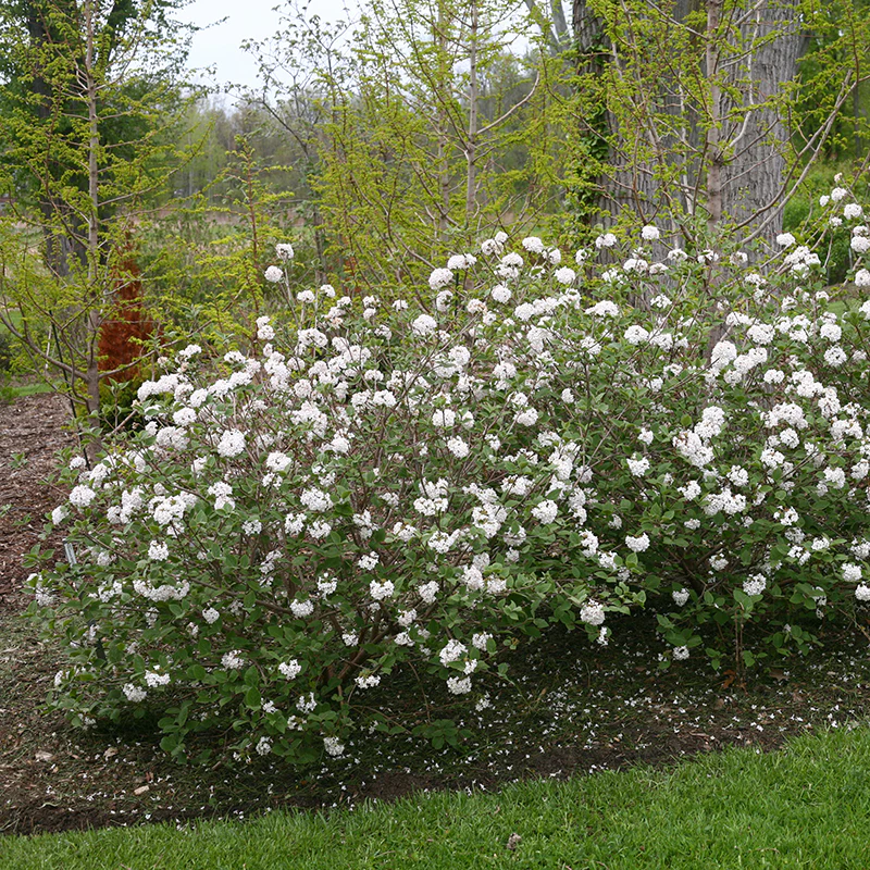 Spice Baby™ Koreanspice Viburnum - Image 2